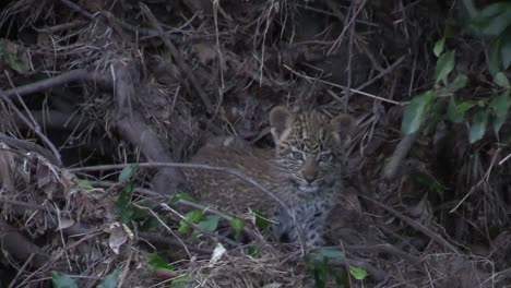 diminuto y lindo cachorro de leopardo de tres meses tirado en los arbustos gira mira la cámara