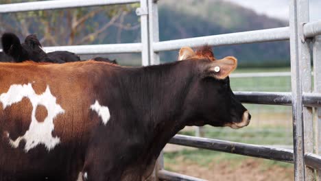 brown and white spotted cow looking outside of steel fence on ranch in new zealand