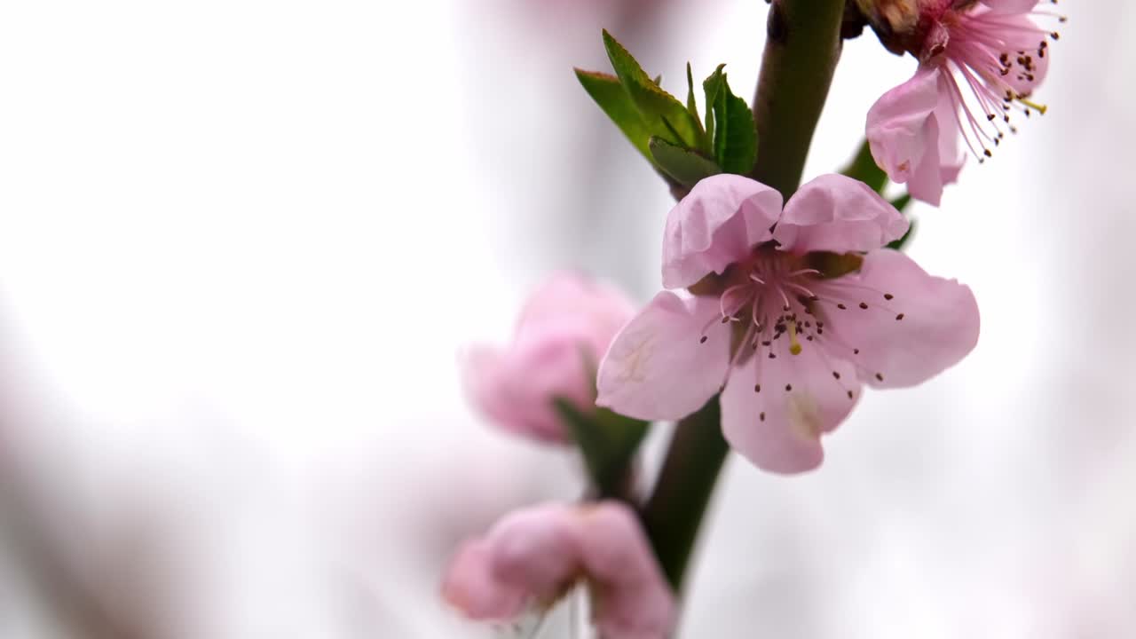 flor de cerezo, flor de sakura, cerezo floreciente en plena floración sobre fondo de cielo azul, hermosas flores de primavera, flores rosas frescas, belleza de pétalos de flores frescas