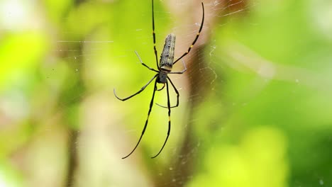 a golden silk orb-weaver spider moves gracefully on its web in a lush, sunlit jungle setting