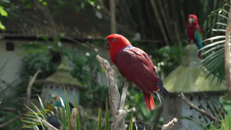 Moluccan-Eclectus-Female-Parrot-Bird-Perched-on-Tree-Branch-with-Other-Parrots-in-the-Background,-Lit-with-Soft-Sunlight-at-Bali-Safari-and-Marine-Park-in-Siangan,-Indonesia