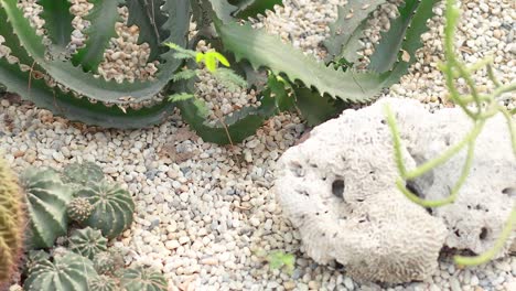 cacti and succulents in a sandy environment