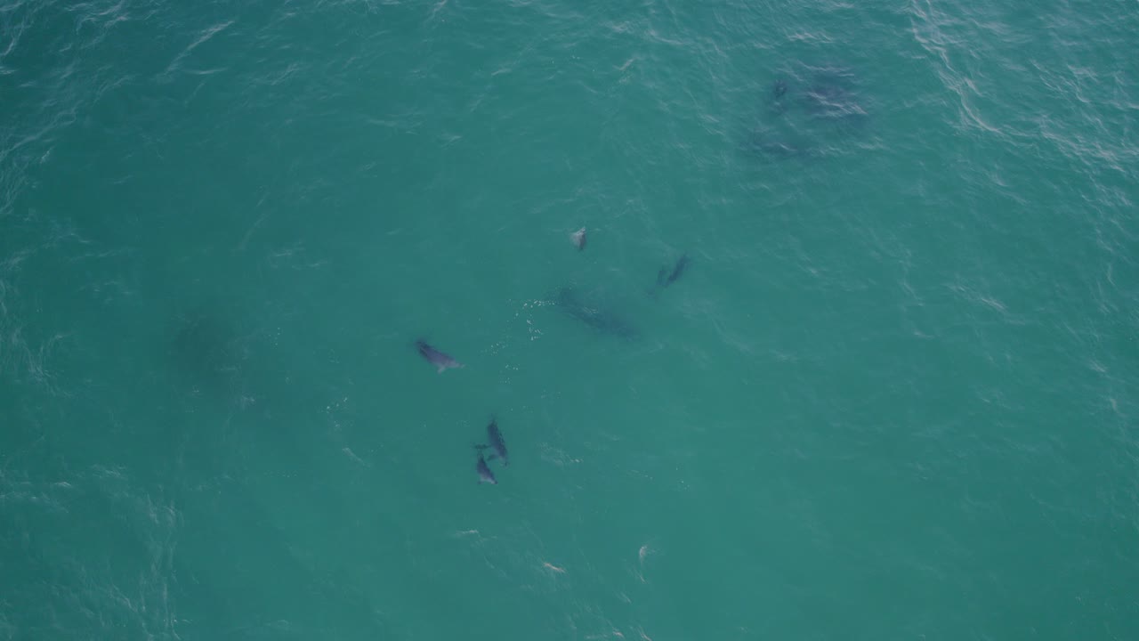 오스트레일리아 뉴사우스웨일즈 해수면 아래 장난기 많은 큰돌고래 떼