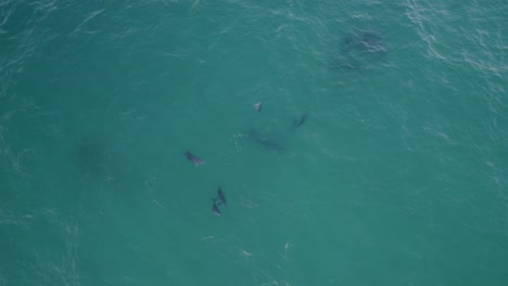 pod of playful common bottlenose dolphins under sea surface in new south wales, australia