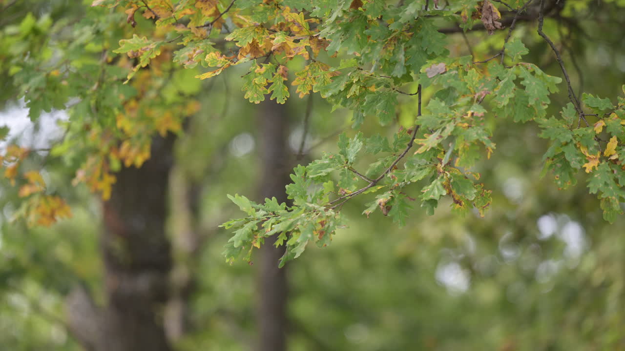Green and yellow oak leaves in soft sunlight