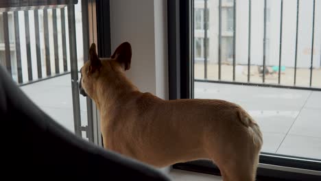 french bulldog alone