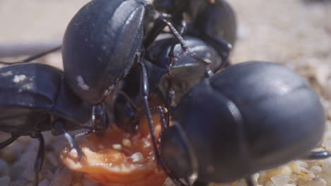 ants eating a beetle