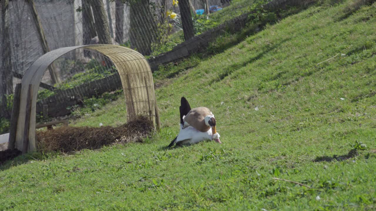 두 개가 에서 짓기를 하고 있는데, 수은 짓기에 걸리는 시간 동안 매우 공격적이다.