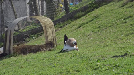 two ducks mating on a field the male duck is rather aggressive during the time it takes to copulate