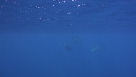delfines nadando bajo la superficie en islas marquesas