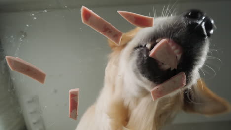 dog eating ham pieces from a glass