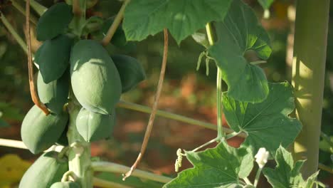 papayas verdes en la vid