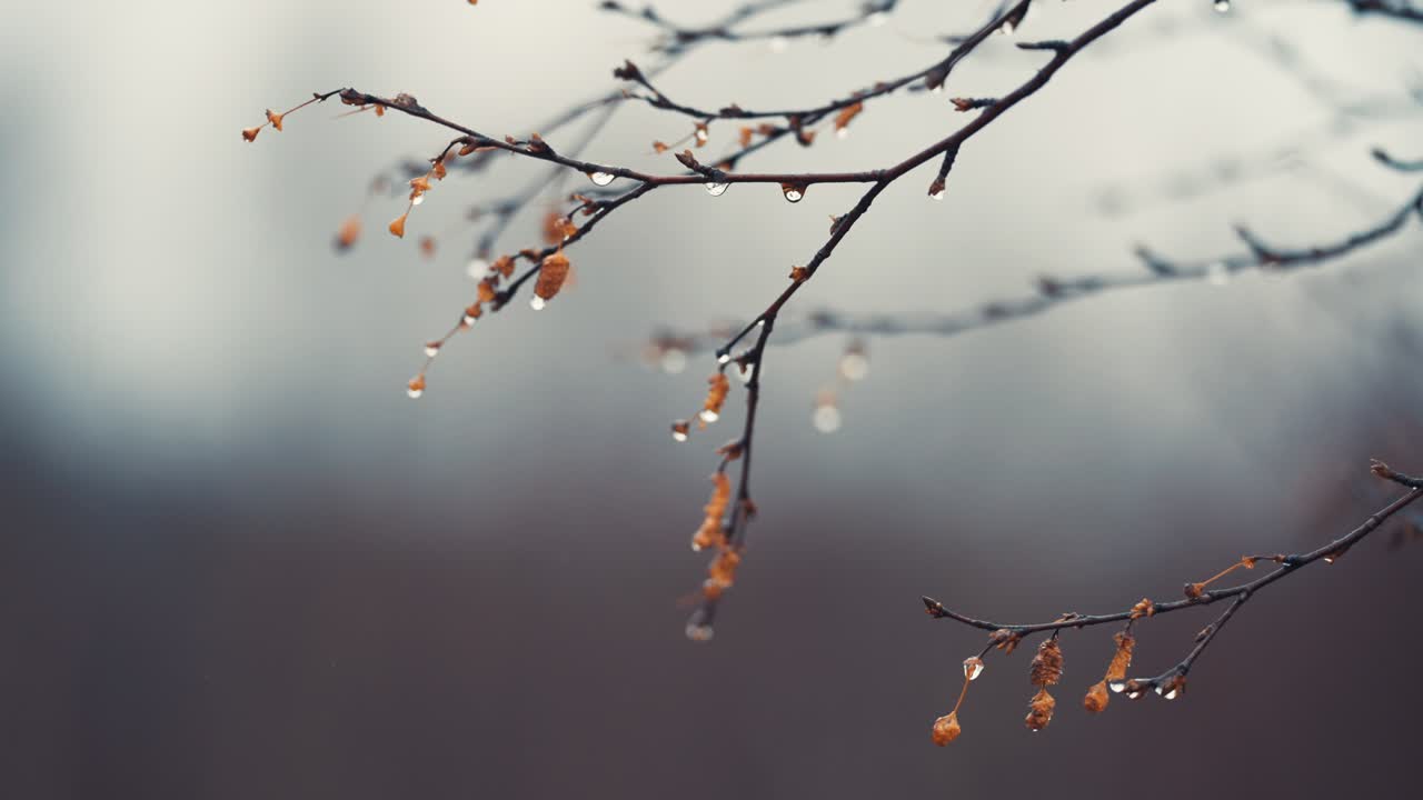 흐릿한 배경에 빗방울과 노란 잎으로 구슬로 장식된 얇은 검은 가지
