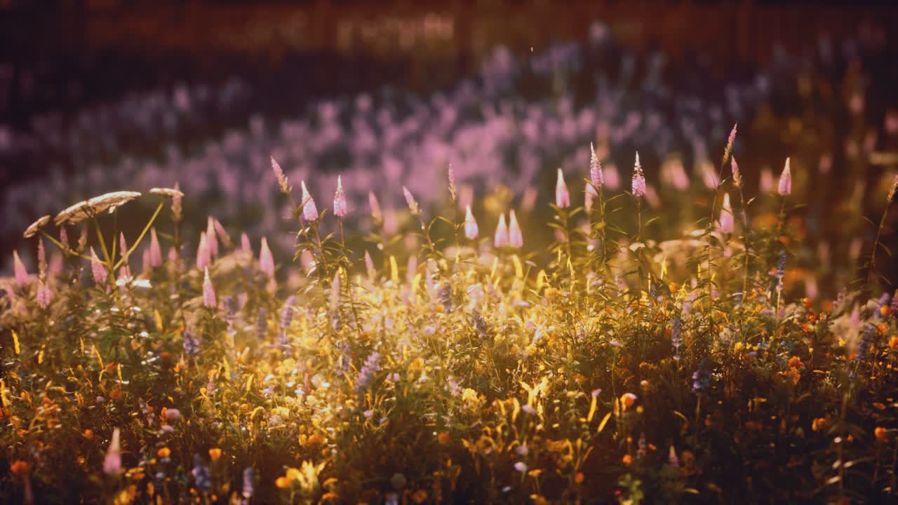 야생 꽃 ⁇ 에서 해가 지는 것