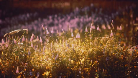 sunset in the wild flower field