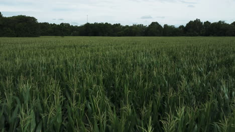 evergreen growing cornfields near lamar in barton county, missouri, united states