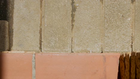 small brown puppy climbing on a step barely reaching