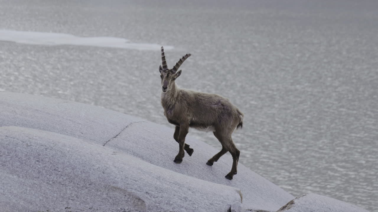 Mountain Goat by Frozen Lake