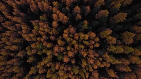 larch trees from above in different autumn colors in the shape of arrowheads