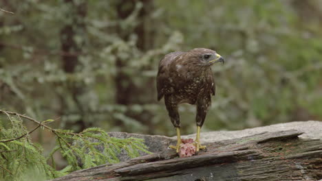 Frontal-shot-of-Common-buzzard-on-tree-log-in-woods-tearing-off-meat-with-bill