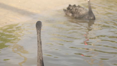 swan dips head underwater then reemerges gracefully