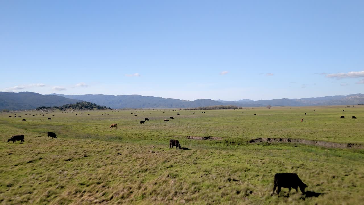 Vacas Criadas Soltas Alimentando-se em Campo Verde Gramado em San Diego, Califórnia