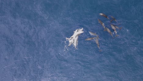 a large pod of dolphins engage in mating and courtship behaviour in the blue ocean water