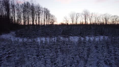 Drohne-überfliegt-Gefrorene-Landschaft-Mitten-Im-Winterwald-Mit-Schneebedeckten-Baumkronen---Rückwärts-Dolly-Shot