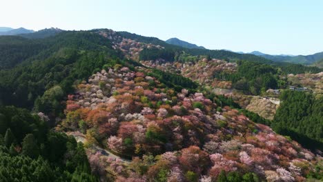 aerial panoramic view at cherry blossom pink flowers in spring mount yoshino, japanese drone landscape