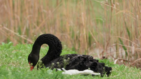 Australischer-Schwarzer-Schwan-Sitzt-Auf-Dem-Gras