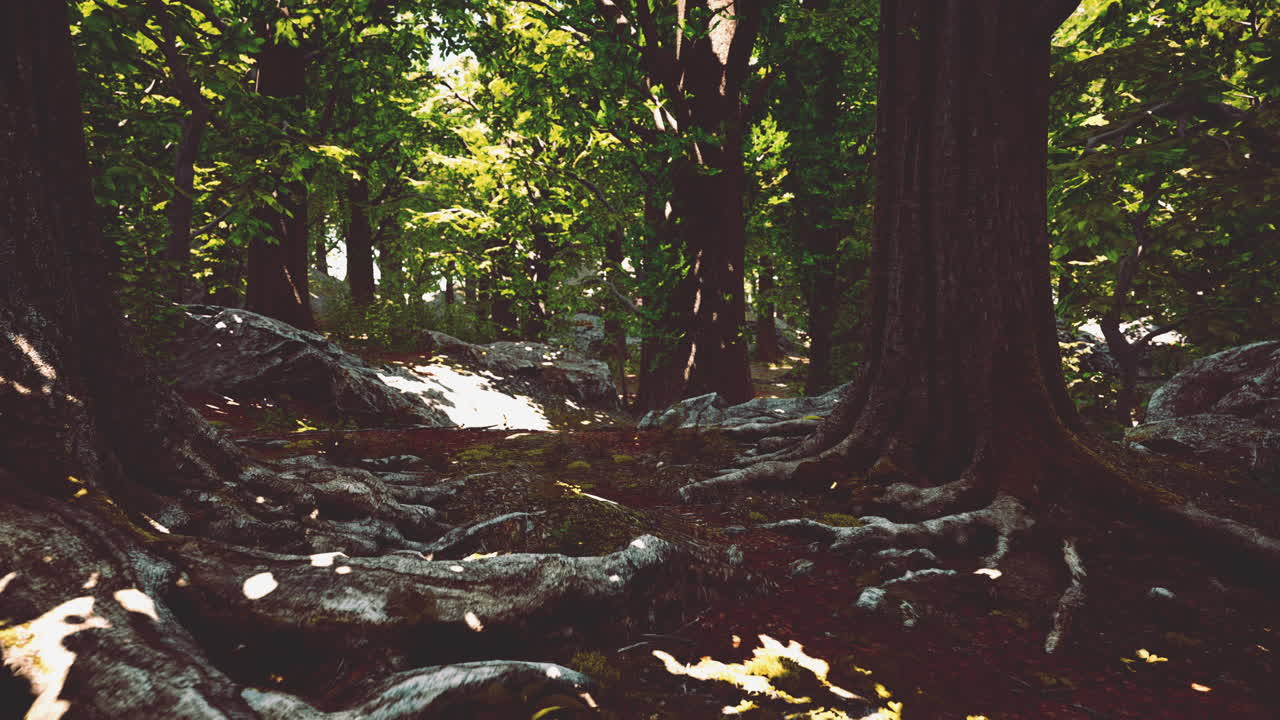 Vista ravvicinata dettagliata della texture del terreno di una foresta con muschio