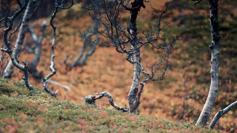 gnarled and twisted branches of the dwarf birch tree