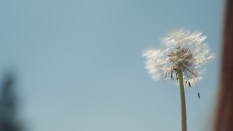 close up of dandelion puff begins to scatter in breeze, some seeds floating mid-air while stem remains still, set against clear blue sky with blurred background tree