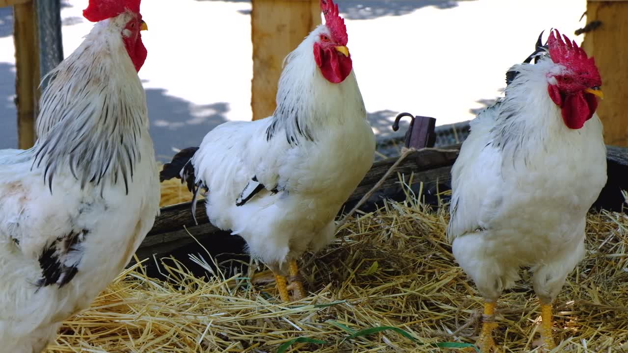 Roosters in a Barnyard