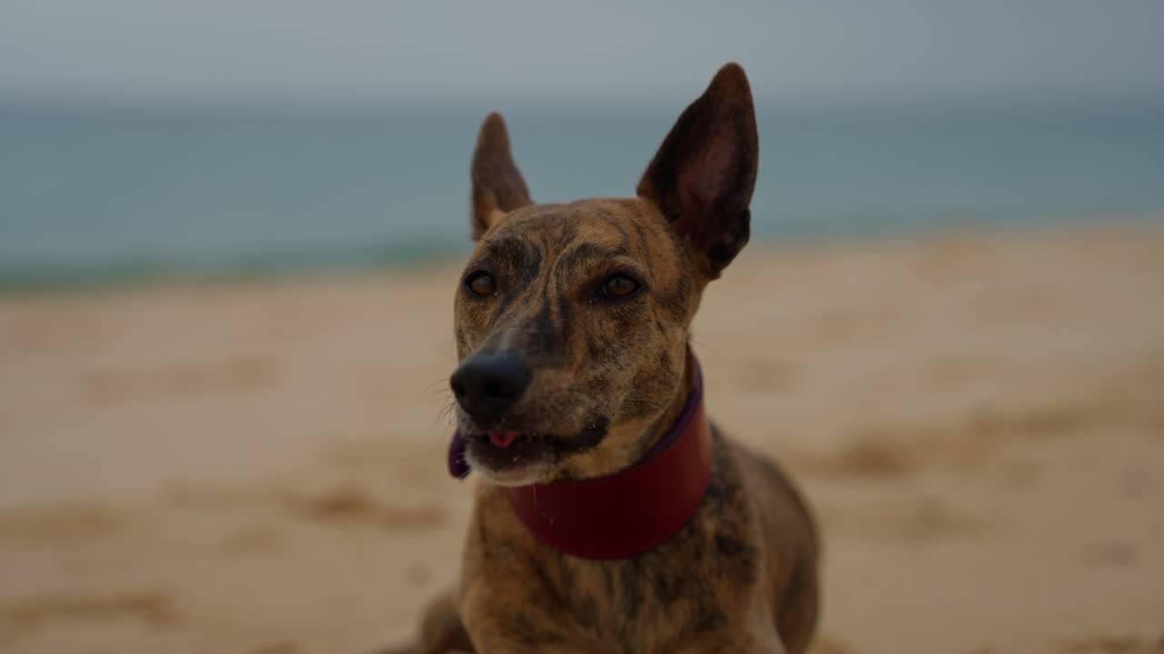 Happy Brindle Dog on the Beach