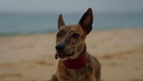 happy brindle dog on the beach