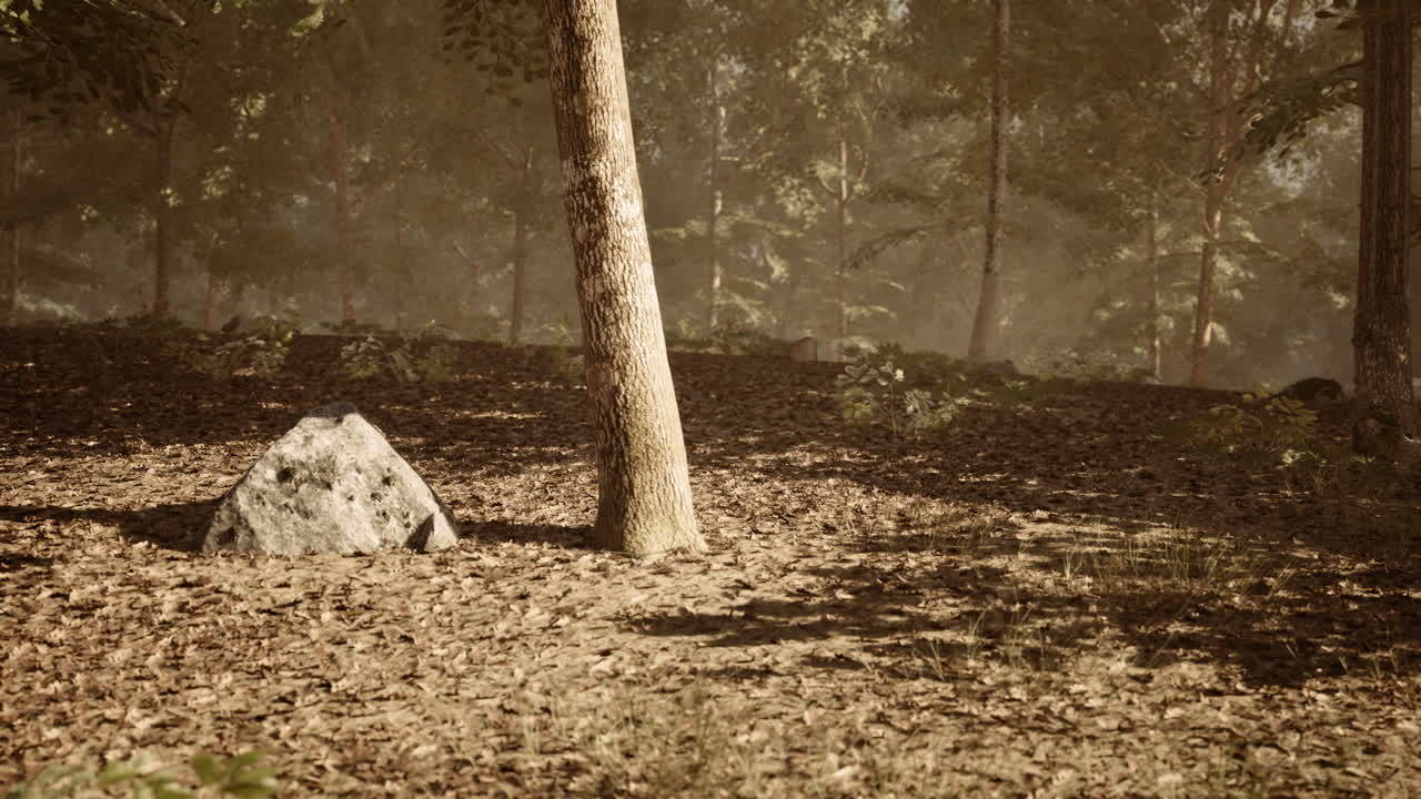 빛 과 바위 가 있는 안개 가 가득 한 숲 장면