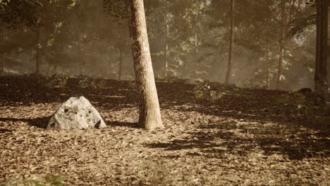 misty forest scene with sunlight and rock