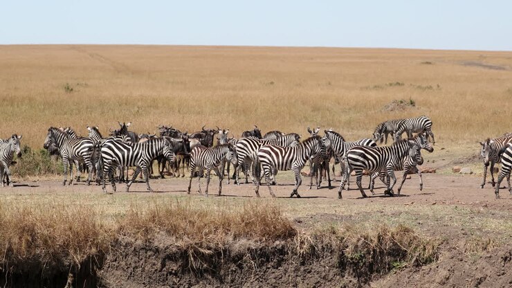 Mandria di zebre di pianura e alcelafi in piedi sotto il sole nella Riserva Nazionale Maasai Mara in Kenya, Africa.