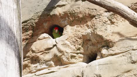 a mitred parakeet peeking out of a nesting hole carved in a limestone cliff on a mountainside