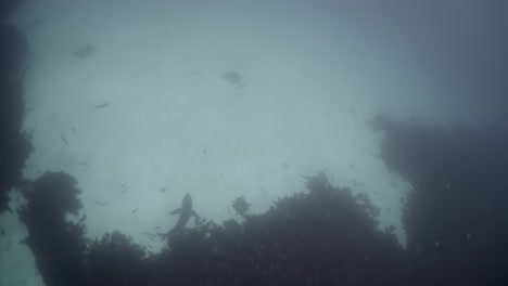gran tiburón blanco con cicatrices de batalla carcharodon carcharias 4k primer plano de tiburón con cicatrices islas neptuno sur de australia