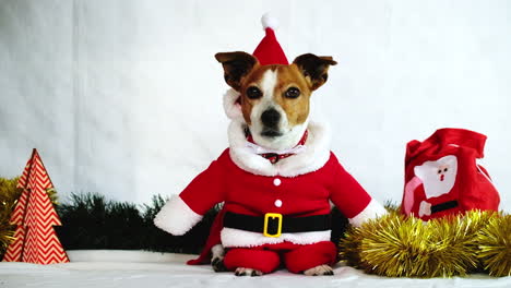 adorable puppy dog in santa suit costume ready for christmas festive season