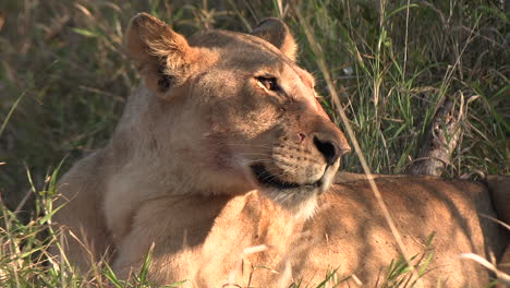 lioness resting gracefully in african game park