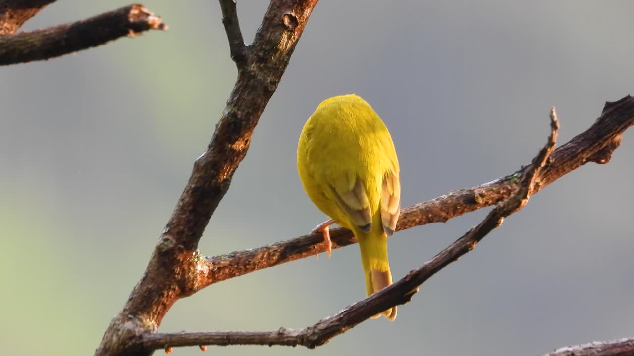 콜롬비아의 로스 네바도스 공원 (los nevados park) 의 가지에 앉아있는 노란색 사프란 핀치 (saffron finch)