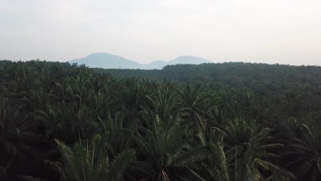 Vista-Aérea-De-Las-Plantaciones-De-Palma-Aceitera.