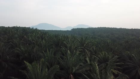 vista aérea de la plantación de palma aceitera
