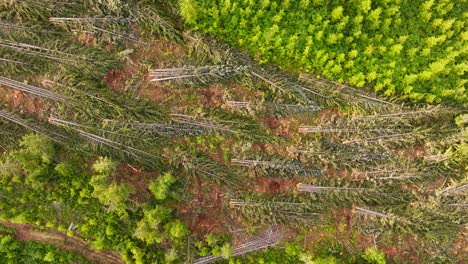 Logs-laying-on-the-ground-after-being-clear-cut-down-in-a-forest-in-British-Columbia-Canada