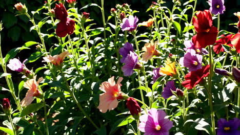 jardín de flores de colores