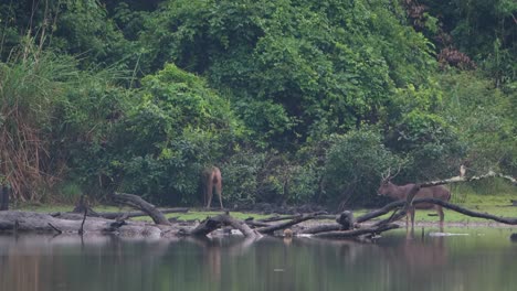 Sambar-Deer,-Rusa-unicolor,-Thailand