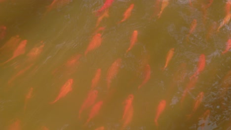 Golden-orange-fish-wiggling-and-swimming-in-murky-water